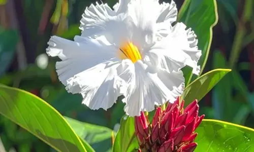 केवकंद: तना, जड़ और पत्तियों में छिपे हैं औषधीय गुण, शारीरिक कमजोरी को करेगा छूमंतर