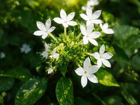 अत्यंत प्रभावशाली और शक्तिशाली जड़ी-बूटी है चित्रक, पाचन से लेकर श्वसन रोगों में लाभकारी अत्यंत प्रभावशाली और शक्तिशाली जड़ी-बूटी है चित्रक, पाचन से लेकर श्वसन रोगों में लाभकारी