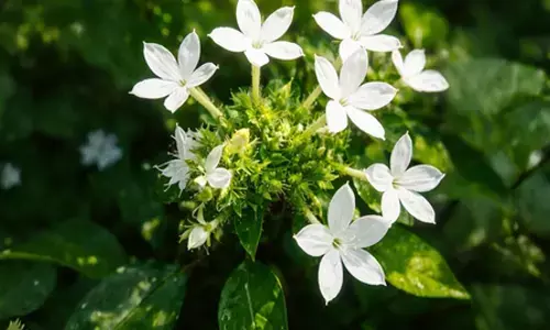 अत्यंत प्रभावशाली और शक्तिशाली जड़ी-बूटी है चित्रक, पाचन से लेकर श्वसन रोगों में लाभकारी
