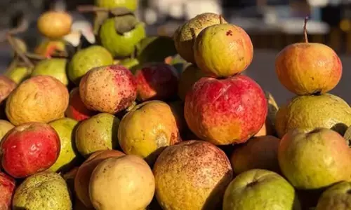 सेबिया अमरूद : इम्युनिटी बढ़ाकर पाचन तंत्र को मजबूत करते में सहायक