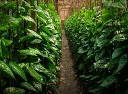 औषधीय गुणों से भरपूर देसावरी पान, पेट की समस्या दूर कर मन को देता शांति औषधीय गुणों से भरपूर देसावरी पान, पेट की समस्या दूर कर मन को देता शांति