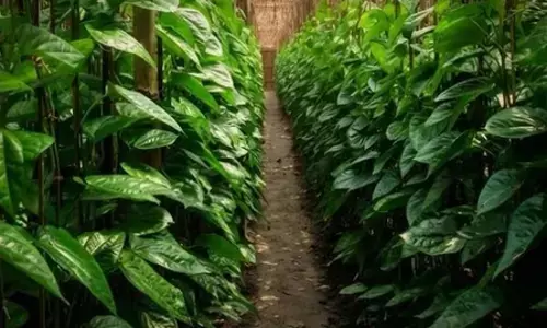 औषधीय गुणों से भरपूर देसावरी पान, पेट की समस्या दूर कर मन को देता शांति