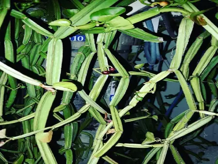 हड़जोड़: अस्थि रोग की वजह से बढ़ गई है परेशानी? यह पौधा दिलाएगा आराम हड़जोड़: अस्थि रोग की वजह से बढ़ गई है परेशानी? यह पौधा दिलाएगा आराम