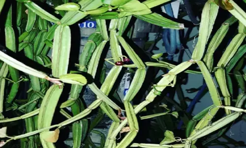 हड़जोड़: अस्थि रोग की वजह से बढ़ गई है परेशानी? यह पौधा दिलाएगा आराम