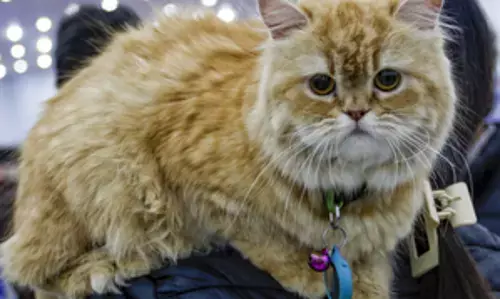 नए वैज्ञानिक शोध में खुलासा, कैंसर अनुसंधान में बिल्लियों की महत्वपूर्ण भूमिका