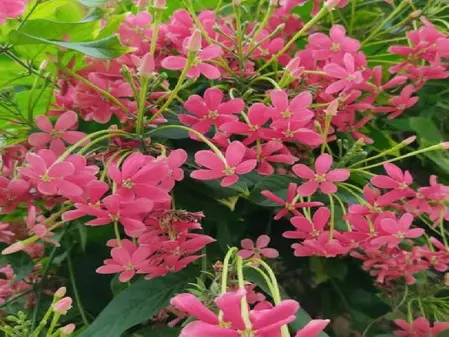 मधुमालती: सुंदर दिखने वाला ये पौधा है बेहद गुणकारी, खांसी से लेकर मासिक धर्म के दर्द में आरामदायक मधुमालती: सुंदर दिखने वाला ये पौधा है बेहद गुणकारी, खांसी से लेकर मासिक धर्म के दर्द में आरामदायक