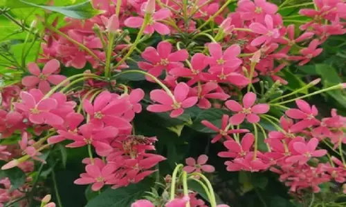 मधुमालती: सुंदर दिखने वाला ये पौधा है बेहद गुणकारी, खांसी से लेकर मासिक धर्म के दर्द में आरामदायक मधुमालती: सुंदर दिखने वाला ये पौधा है बेहद गुणकारी, खांसी से लेकर मासिक धर्म के दर्द में आरामदायक