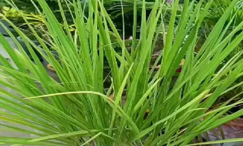 छोटा सा लेमन ग्रास है बड़े काम की चीज, खाने से लेकर लगाने में लाभकारी छोटा सा लेमन ग्रास है बड़े काम की चीज, खाने से लेकर लगाने में लाभकारी