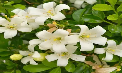 स्वर्ग से आए इस पौधे में सुगंध के साथ हैं अनगिनत गुण, नींद से लेकर पाचन शक्ति बढ़ाने में करेगा मदद