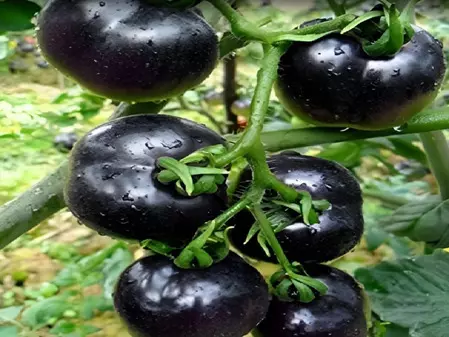 लाल नहीं, काला टमाटर हैं गुणों से भरपूर, दिल की सेहत का रखेगा खास ख्याल लाल नहीं, काला टमाटर हैं गुणों से भरपूर, दिल की सेहत का रखेगा खास ख्याल