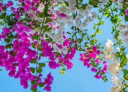 बोगनवेलिया फूल: सिर्फ सुंदर ही नहीं, बल्कि औषधीय गुणों का खजाना, तना से जड़ तक फायदेमंद बोगनवेलिया फूल: सिर्फ सुंदर ही नहीं, बल्कि औषधीय गुणों का खजाना, तना से जड़ तक फायदेमंद