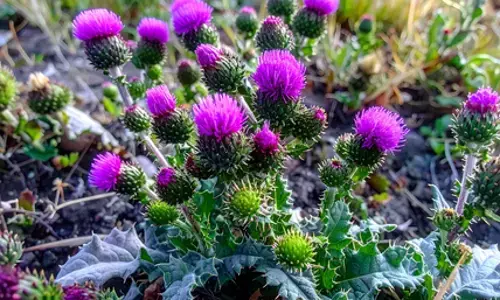 गोरखमुंडी के फायदे : सिरदर्द से किडनी स्टोन तक का करे असरदार प्राकृतिक इलाज