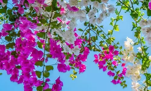 बोगनवेलिया फूल: सिर्फ सुंदर ही नहीं, बल्कि औषधीय गुणों का खजाना, तना से जड़ तक फायदेमंद बोगनवेलिया फूल: सिर्फ सुंदर ही नहीं, बल्कि औषधीय गुणों का खजाना, तना से जड़ तक फायदेमंद