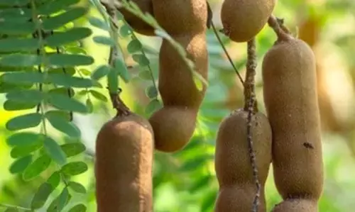 स्वाद और सेहत का खजाना: पाचन तंत्र को मजबूत कर वजन नियंत्रण में कारगर इमली