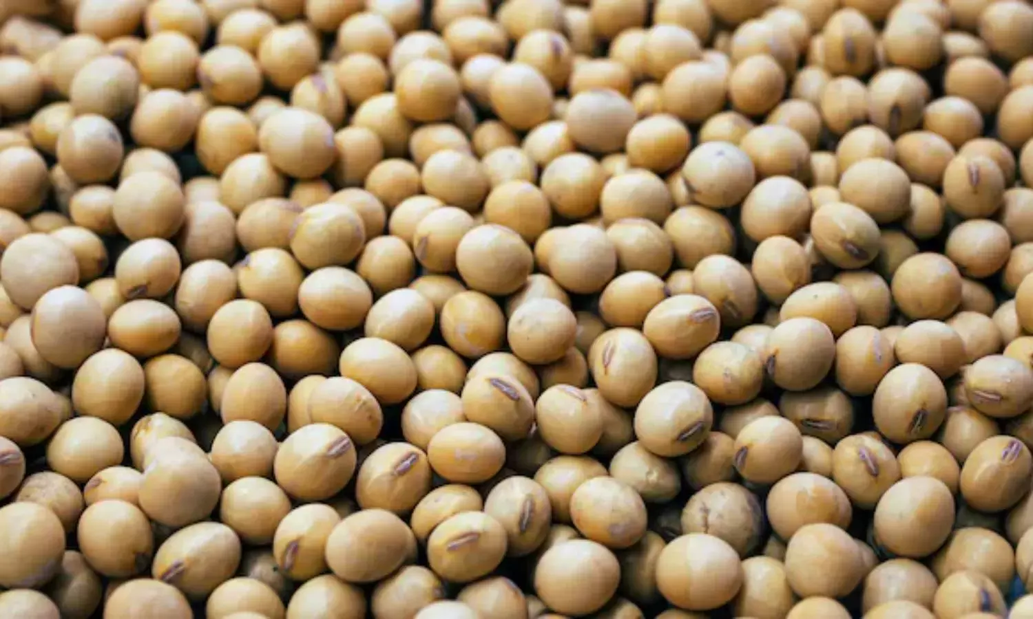 वर्ल्ड प्रोटीन डे 2026: क्या चिकन में सबसे ज्यादा प्रोटीन होता है? इन 2 शाकाहारी चीजों के सामने चिकन भी फेल!