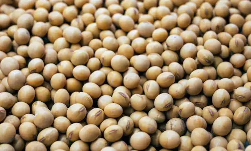 वर्ल्ड प्रोटीन डे 2026: क्या चिकन में सबसे ज्यादा प्रोटीन होता है? इन 2 शाकाहारी चीजों के सामने चिकन भी फेल!