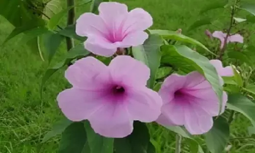 घर में जरूर लगाए ये तीन पौधे, त्वचा और पेट संबंधी रोगों से मिलेगा छुटकारा