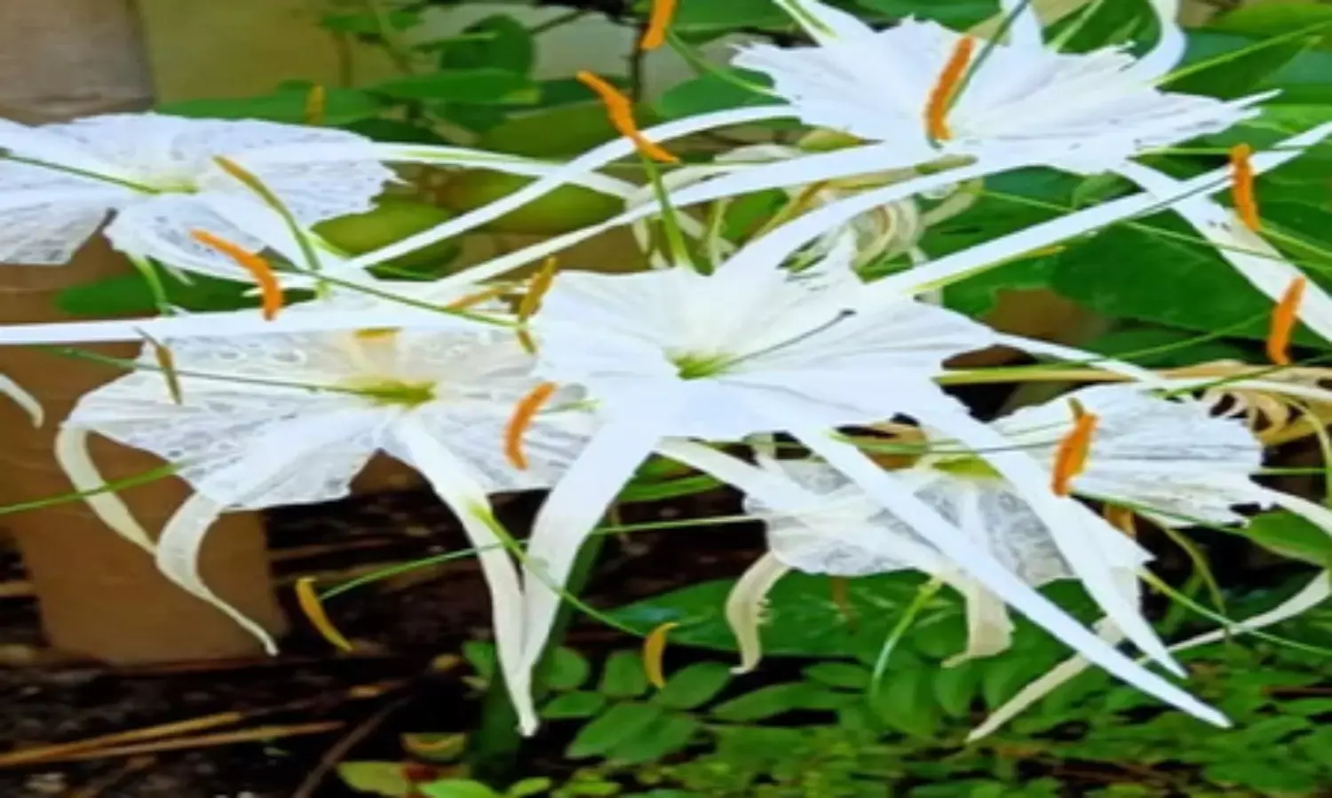 सुदर्शन: नाम की तरह सर्वगुण संपन्न है यह पौधा, गठिया जैसी बीमारी में भी देगा आराम