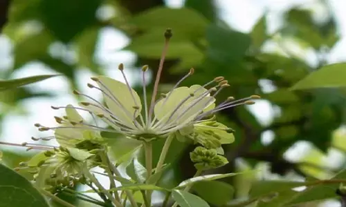 किडनी और पाचन तंत्र का सुपरहीरो वरुण वृक्ष, छाल से लेकर पत्ते तक हैं गुणवर्धक