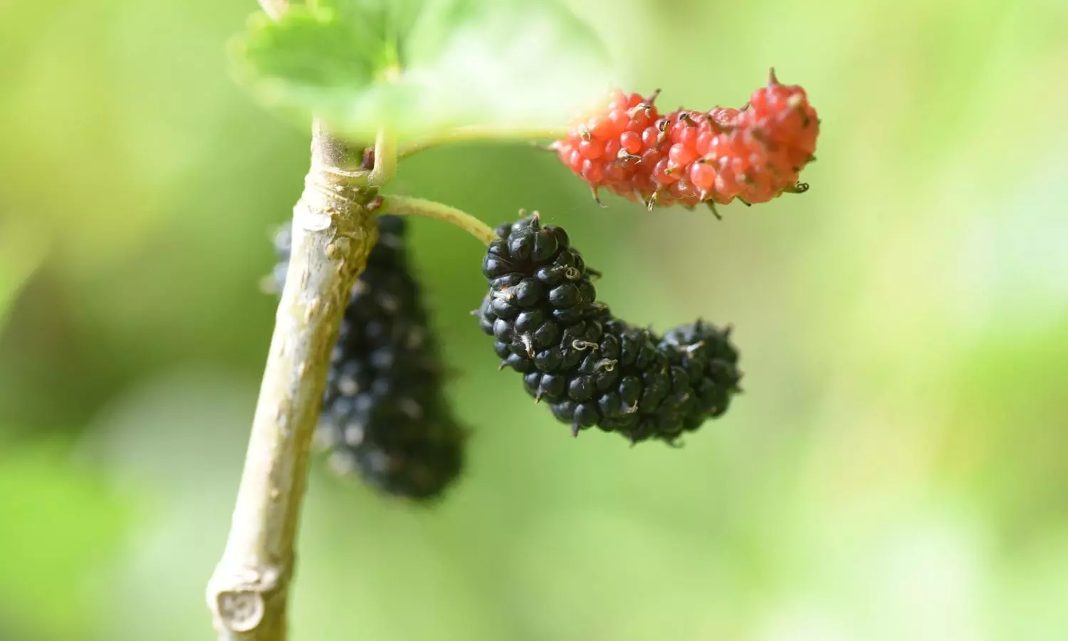 शहतूत: प्रकृति का मीठा तोहफा, सेहत और स्वाद दोनों का खजाना शहतूत: प्रकृति का मीठा तोहफा, सेहत और स्वाद दोनों का खजाना