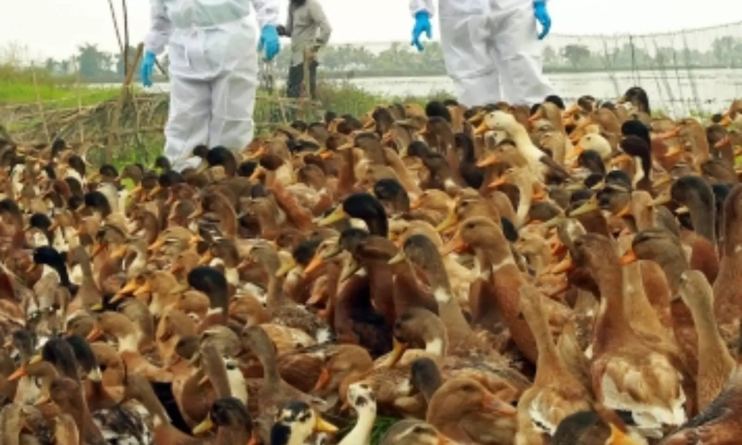 Over 22,000 birds culled, buried as flu outbreak confirmed in Chhattisgarhs Bilaspur Over 22,000 birds culled, buried as flu outbreak confirmed in Chhattisgarhs Bilaspur