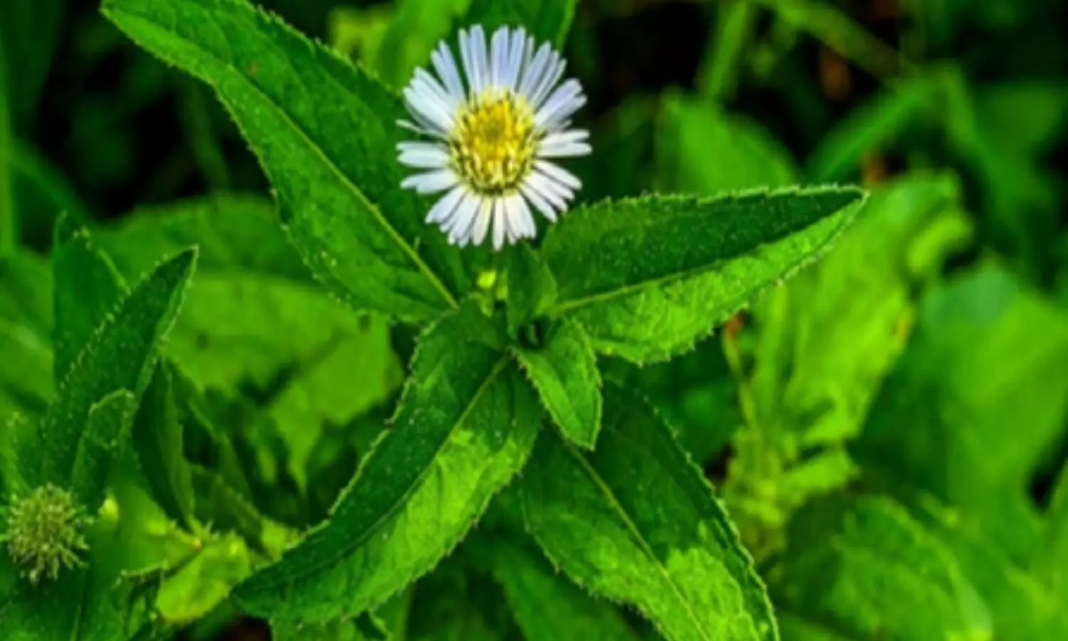 भृंगराज: सिर्फ बालों के लिए ही नहीं, पित्त और वात को भी संतुलित करने में सहायक, जानें सेवन के लाभ