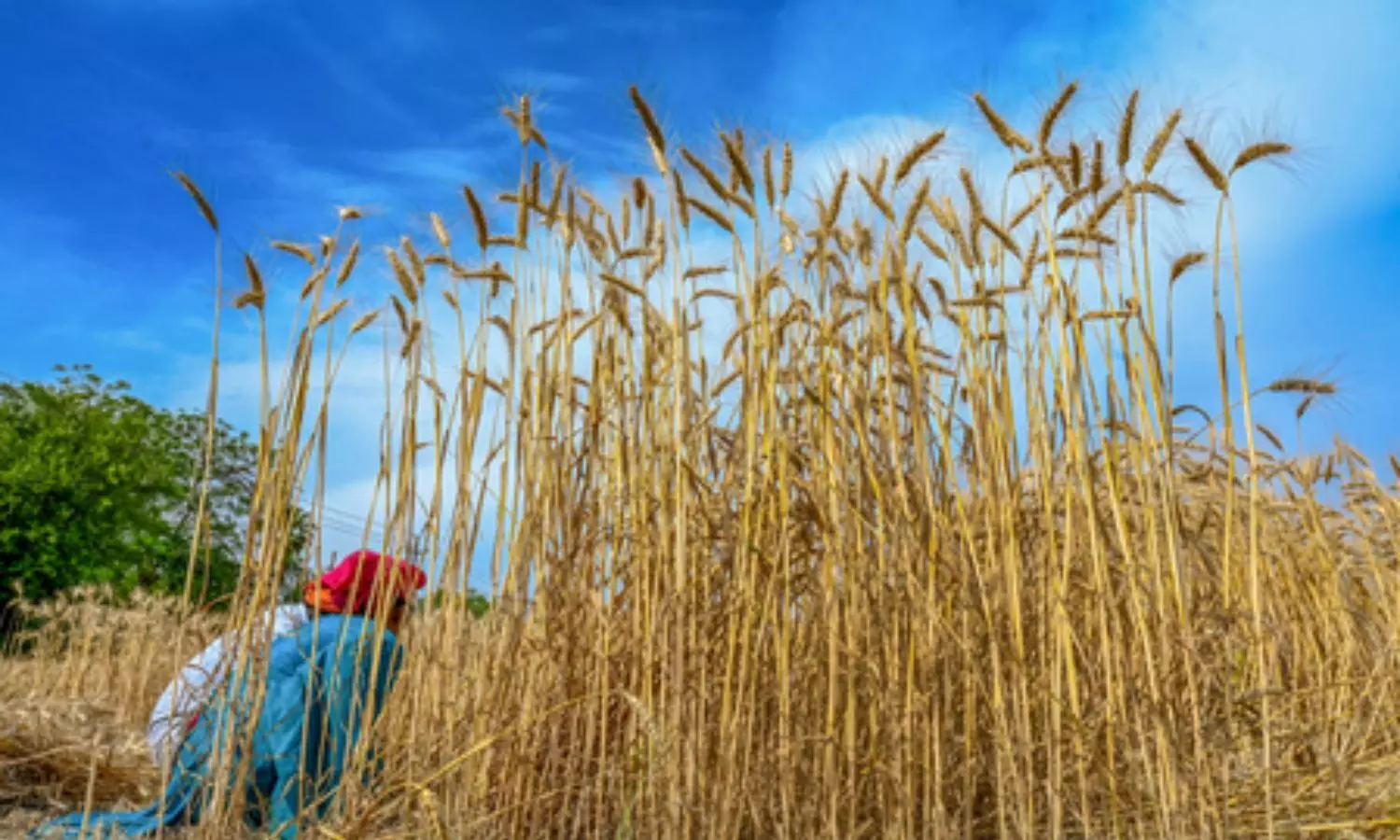 अगर मध्य पूर्व में तनाव 40 दिन से अधिक बढ़ता है तो वैश्विक स्तर पर खाने-पीने की चीजों की कीमतों में आ सकती है तेजी : एफएओ