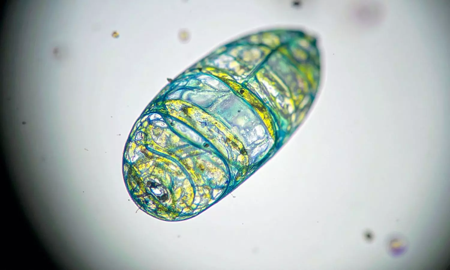 Why You Feel Tired All the Time: What AIIMS Experts Reveal About Mitochondria and Your Health