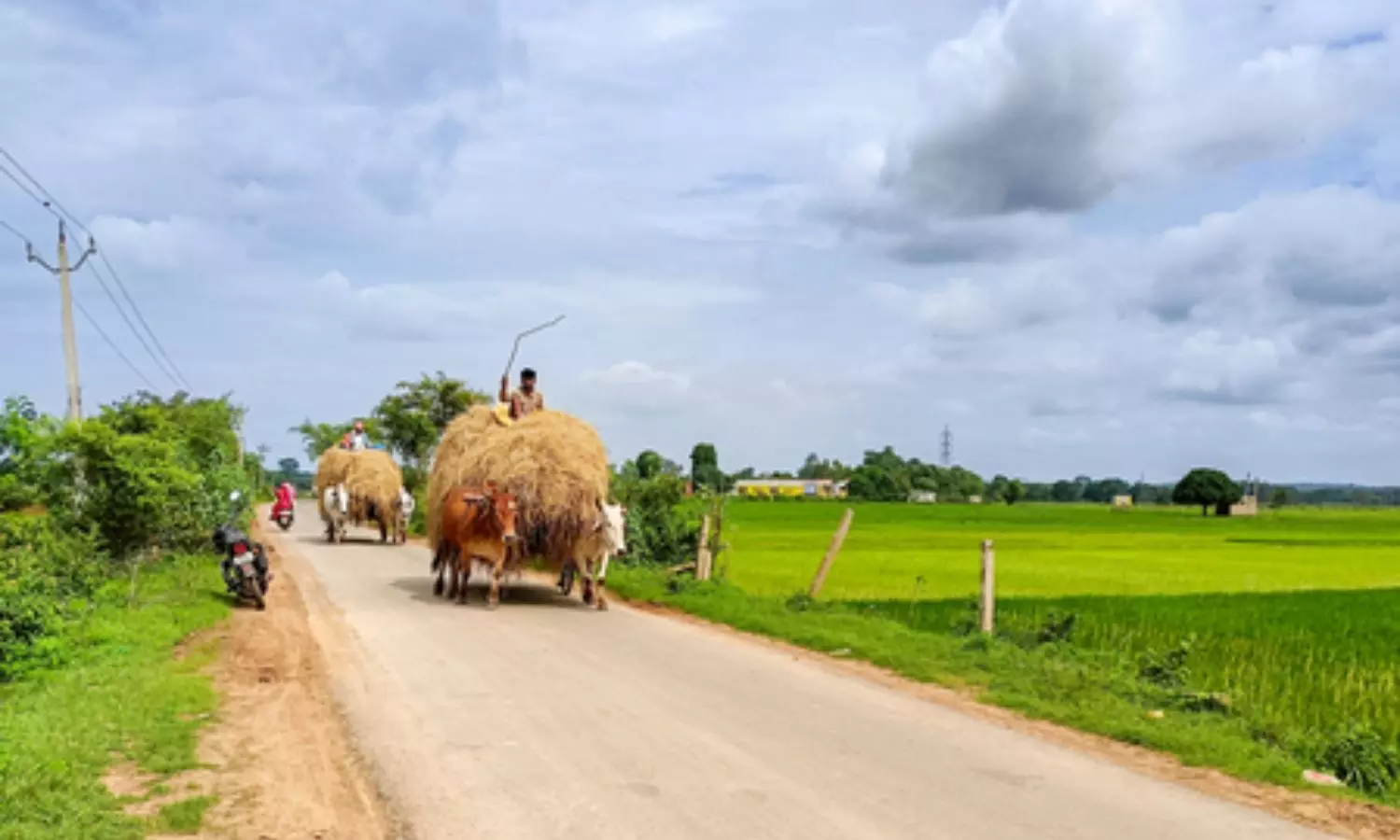 Delhi HC Court strikes down FSSAI regulation on cattle feed as ultra vires